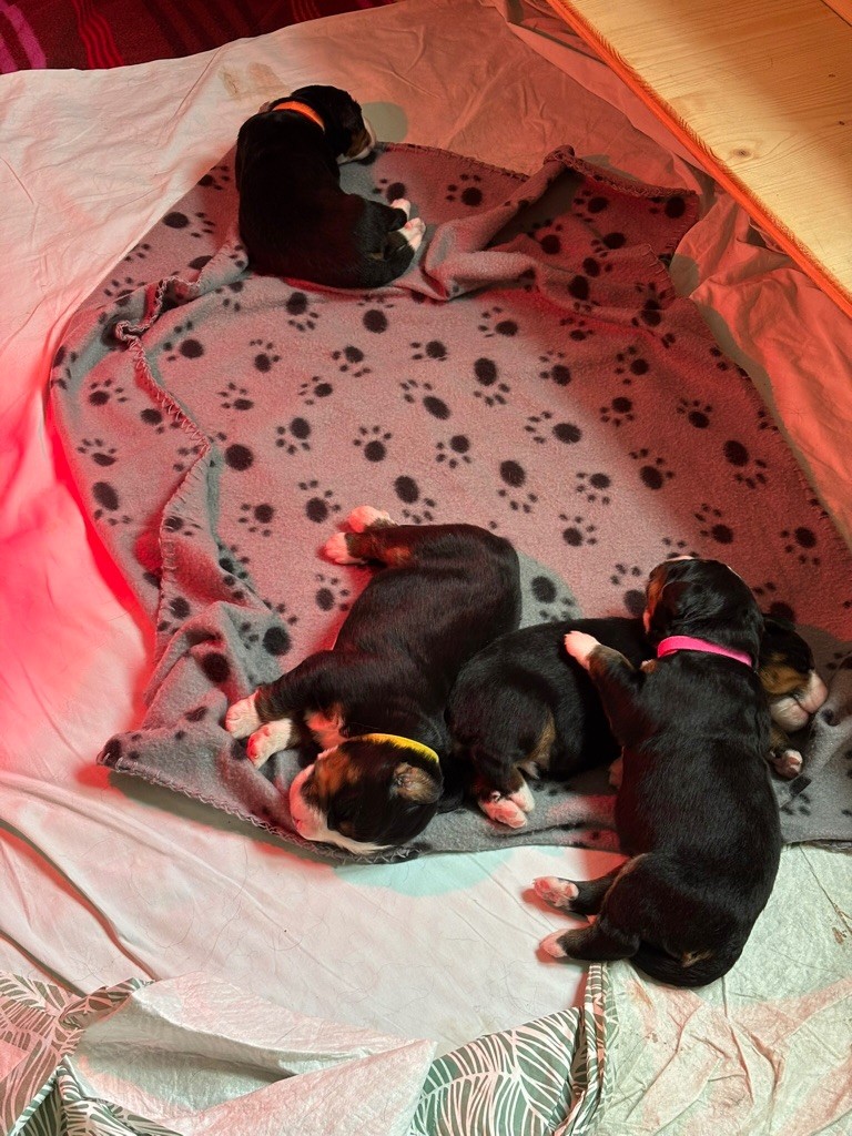Naissance des chiots de Twilly de la Ferme du Mittelfeld