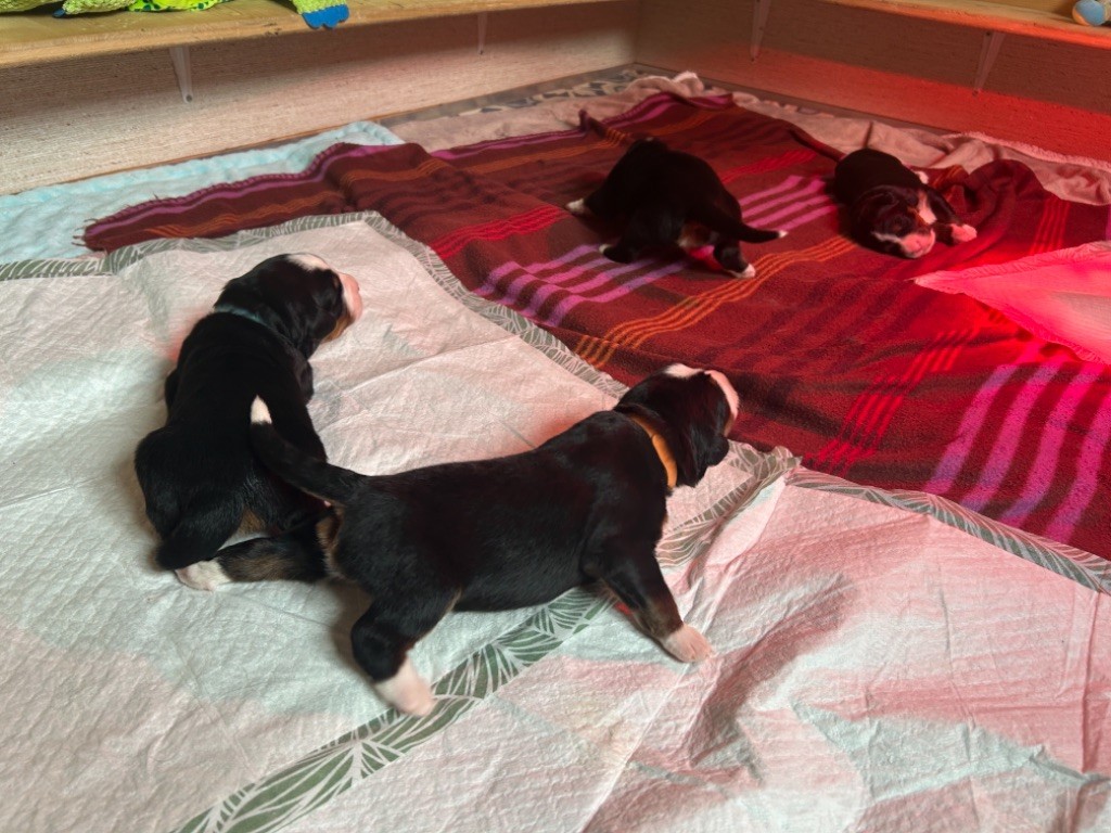 De La Ferme Du Kleinfeld - Les bébés de Twilly grandissent bien -13 jours