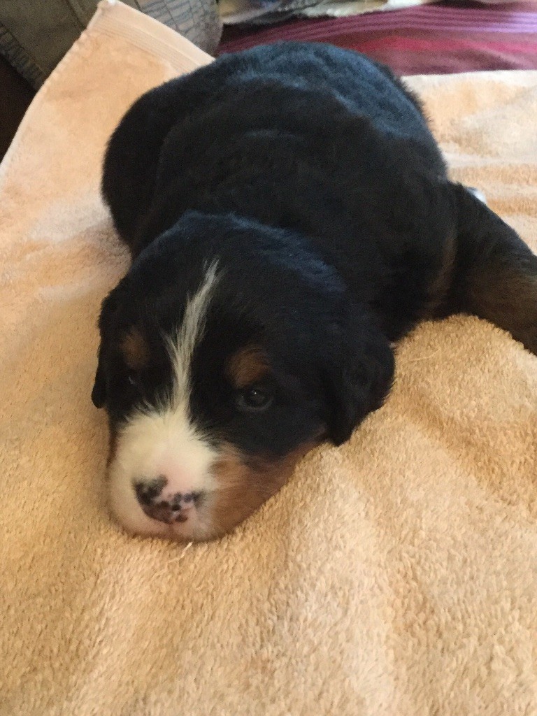 De La Ferme Du Kleinfeld - Bouvier Bernois - Portée née le 17/11/2017