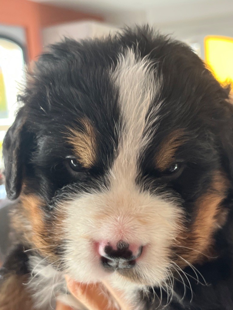 De La Ferme Du Kleinfeld - Chiots disponibles - Bouvier Bernois