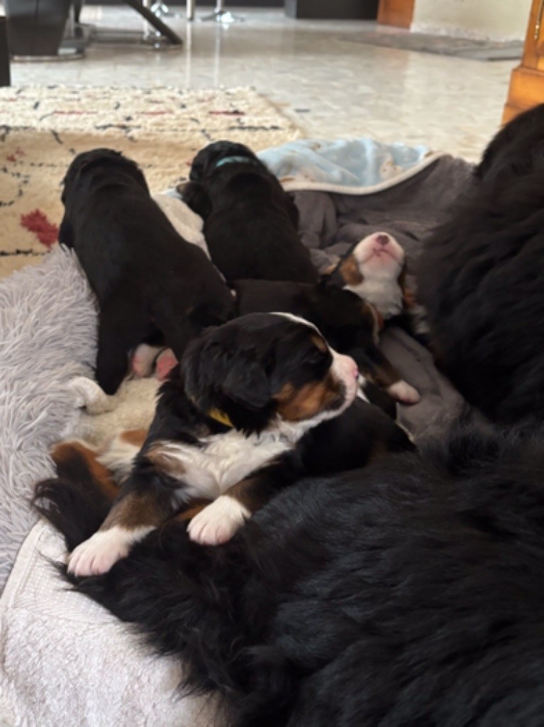 De La Ferme Du Kleinfeld - Bouvier Bernois - Portée née le 08/10/2025